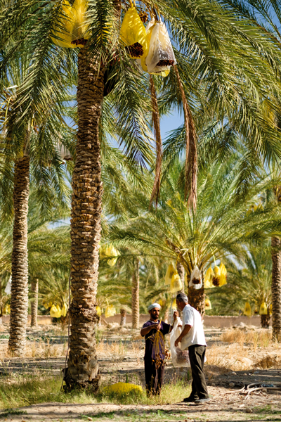 Récolte des dattes à Biskra - Algérie