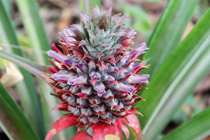 Ananas Cayenne en fleur