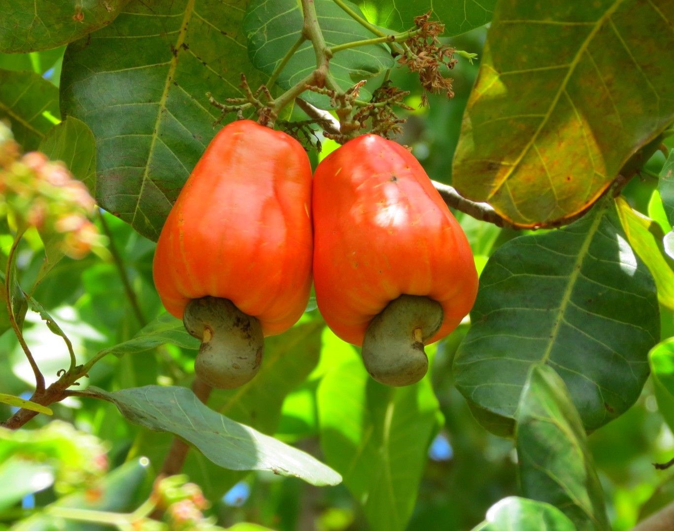 Noix de cajou du Togo